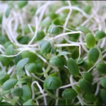 Clover sprouts. (File image via Flickr user kirstk)