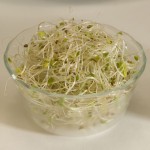 Alfalfa sprouts.