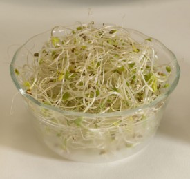 Alfalfa sprouts.