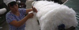 Cotton prices have soared to record highs following a global supply shortage. (Reuters/Stringer/Files)